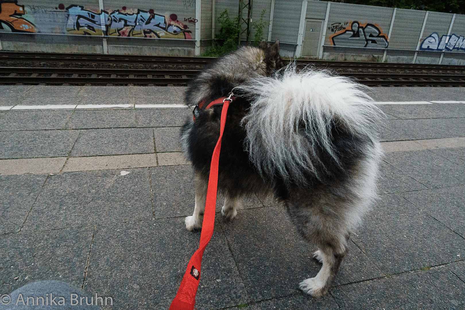 Q wartet auf die S-Bahn